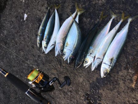 ジグサビキでアジやサバ